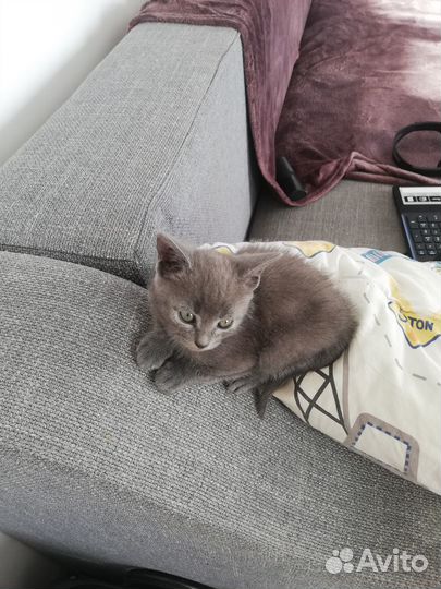 Отдам котика в добрые руки