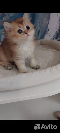 Длинношерстная Британка