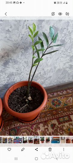 Замиокулькас