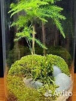 Флорариум, мини-сад