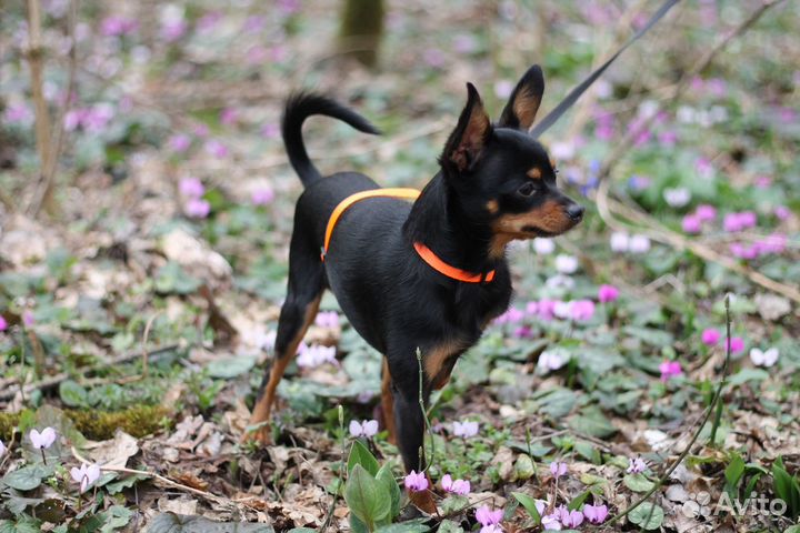 Вязка той-терьер