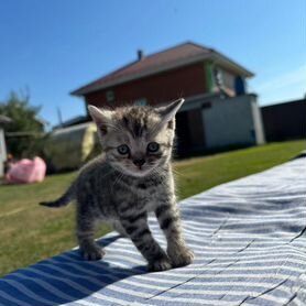 Котята в добрые руки бесплатно