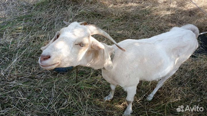 Зааненская коза