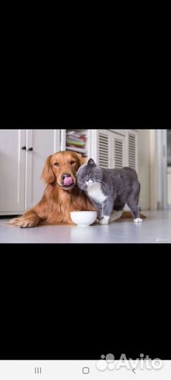 Передержка домашних животных