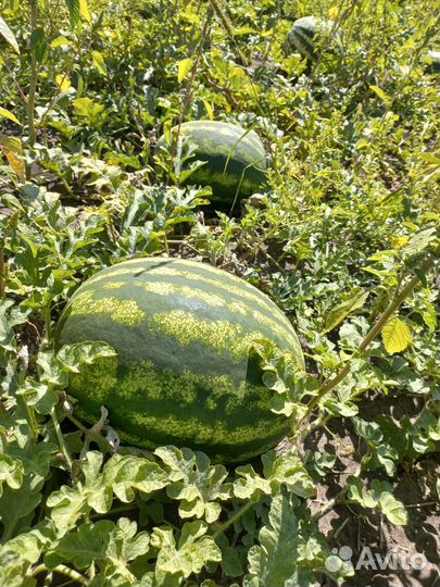 Арбуз
