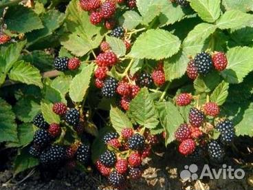 Саженцы ежевики садовой без шипов