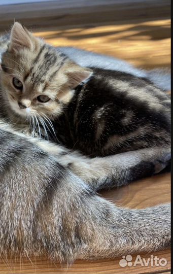 Котенок шотландец
