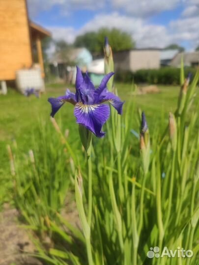 Садовые многолетники