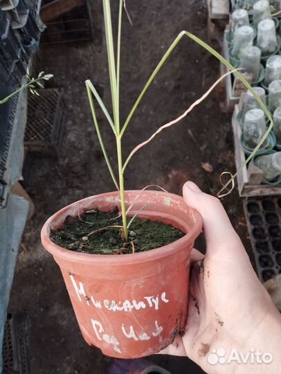 Мискантус