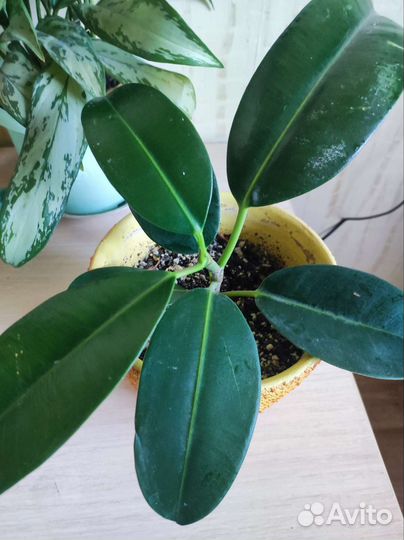 Аглаонема, фикус, фиалка и др