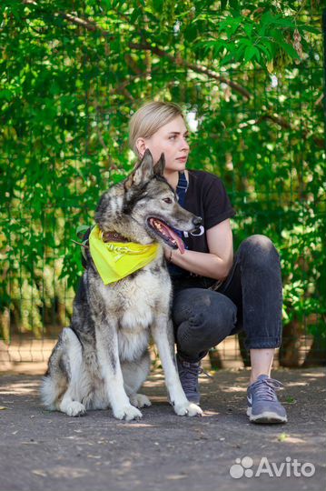 Гром метис лайки, спасите его из клетки