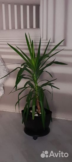 Комнатные цветы юкка