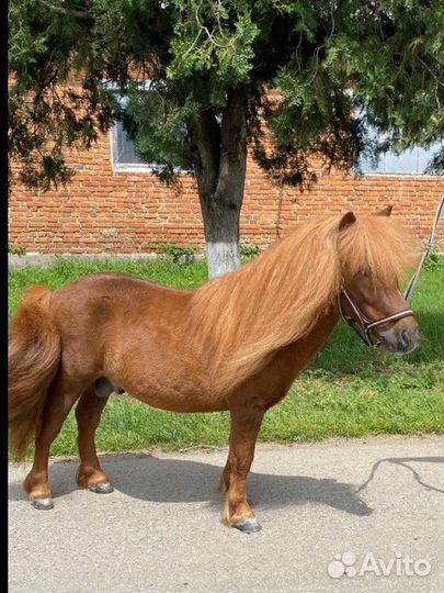 Жеребец пони