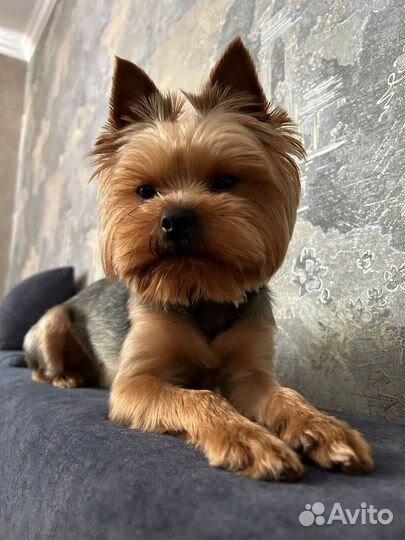 Йоркширский терьер