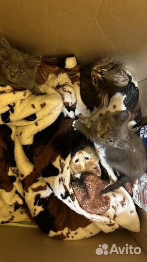 Котенок рыжий пятнистый 1,5 месяца в добрые руки