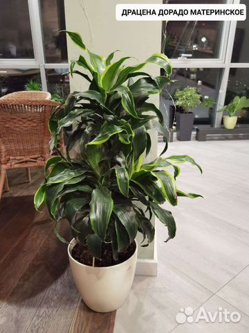 Домашние растения цветы купить в Москве | Товары для дома и дачи | Авито