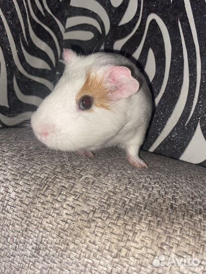 Морская свинка