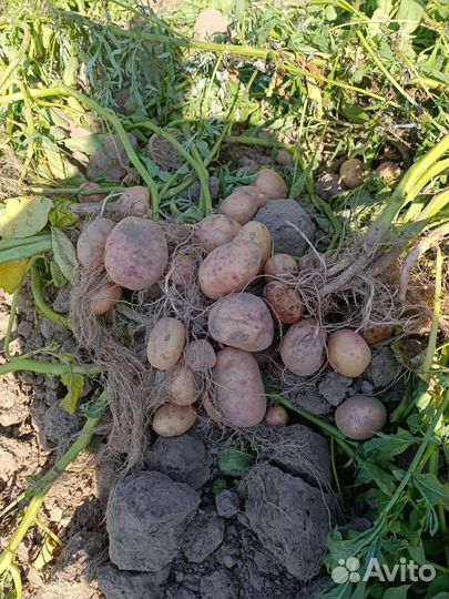 Вкусный картофель синеглазка и аврора