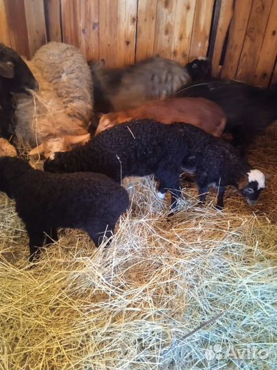 Овцы бараны