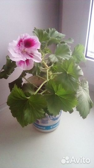 Пеларгония