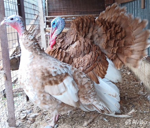 Яйцо инкубационное индейки