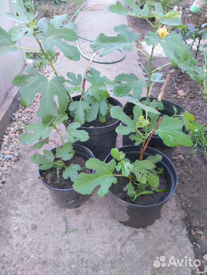 Саженцы домашнего инжира