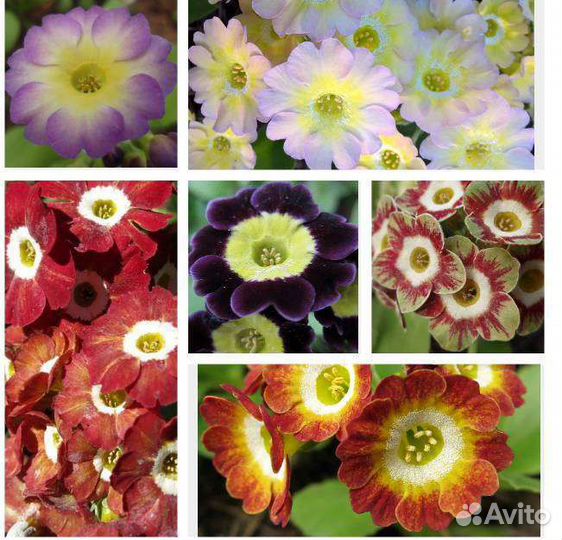 Семена ушковых примул (аурикул)