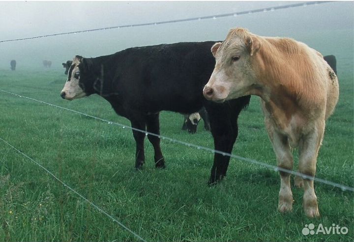 Электропастух