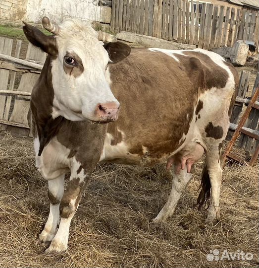 Корова дойная