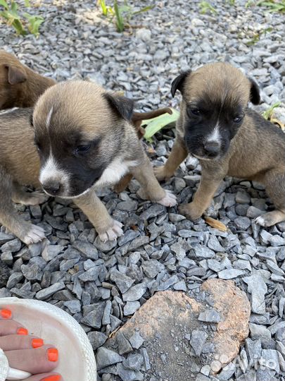 Щенки стаффорда