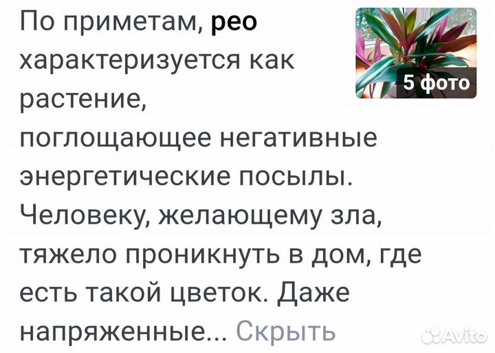 Рэо Ситара Голд