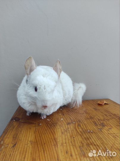 Пара шиншилл