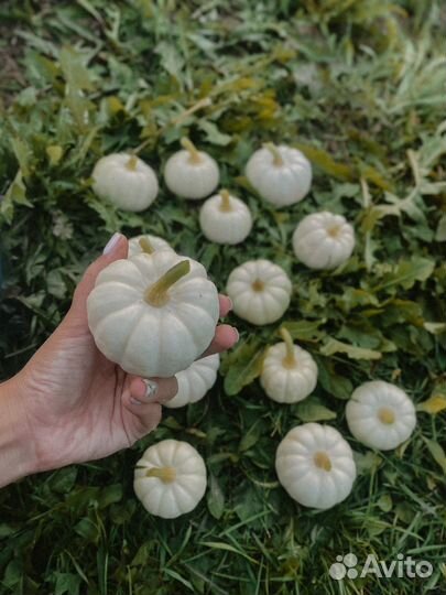 Бэйби бу декоративные тыквы