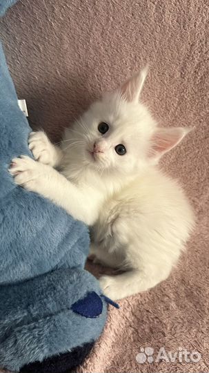 Котята мейн-кун