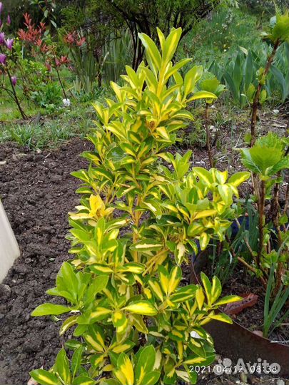 Декоративные растения кустарники и деревья