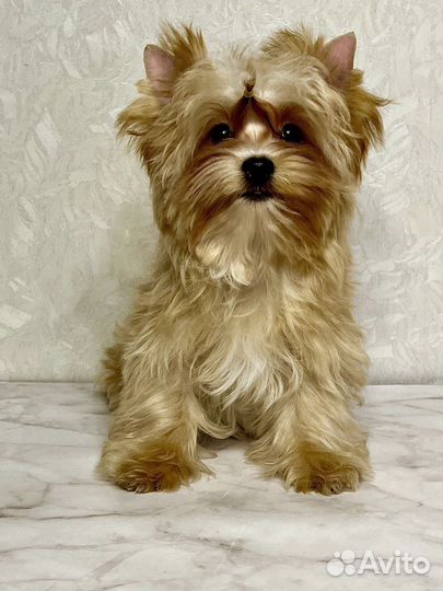 Голдаст голддаст Йорк