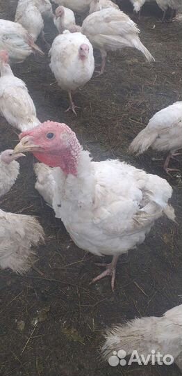 Молодые индюшки