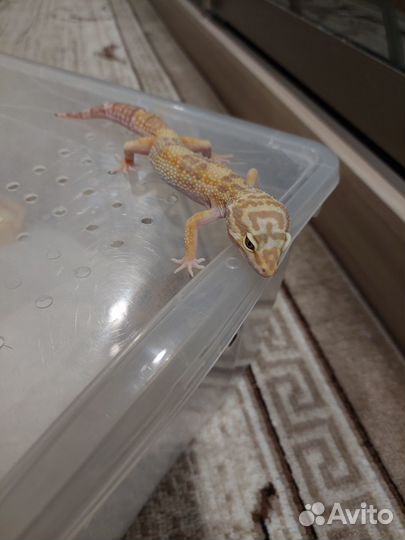 Продаю эублефара