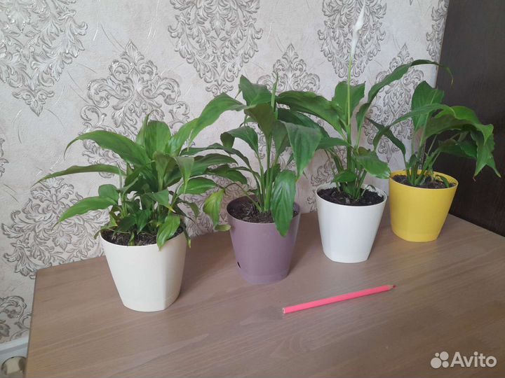 Спацифиллумы большие и маленькие