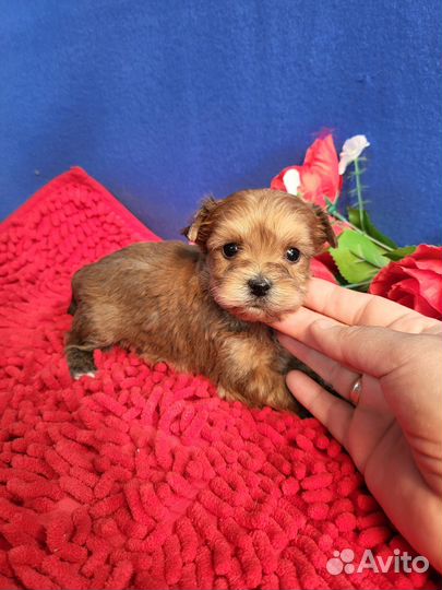 Щенки русская салонная йорк рожд.апрель23