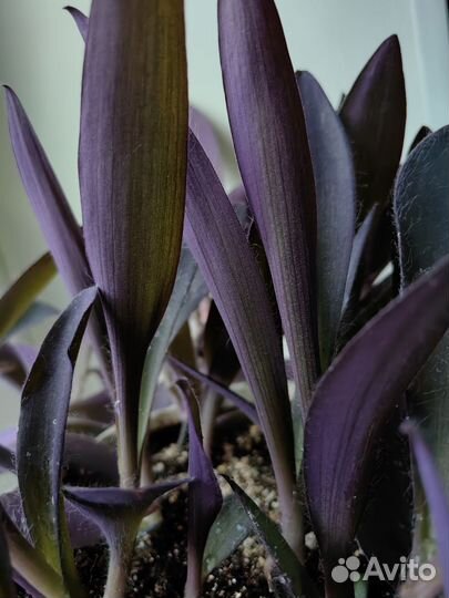 Пурпурная традесканция с горшком и поддоном