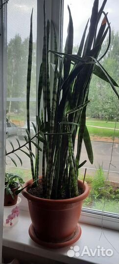 Сансевиерия
