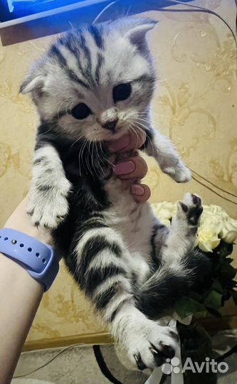 Шотландские котята