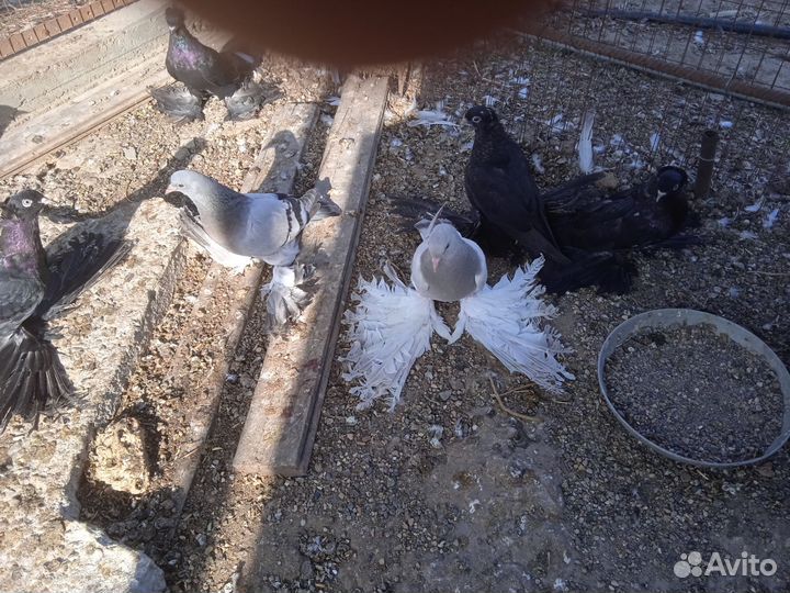 Продаются голуби