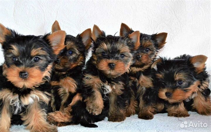 Щенки. Йоркширского терьера