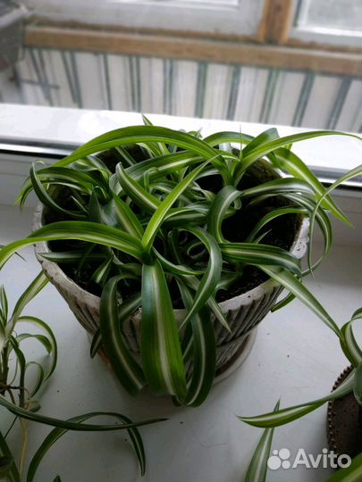 Хлорофитум бонни кудрявый детки