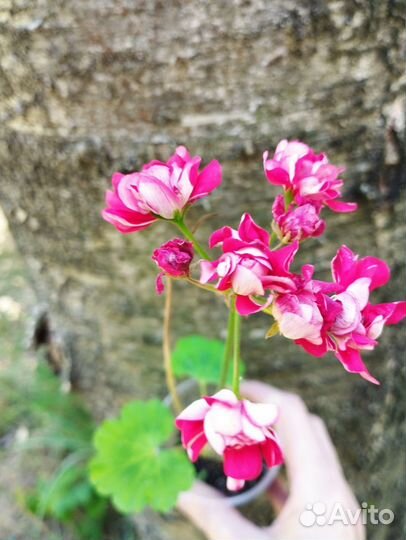 Пеларгония герань розебудная