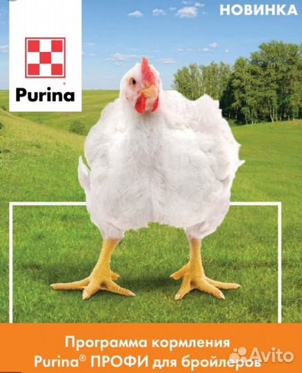 Цыплята Бройлер Кобб 500 импорт