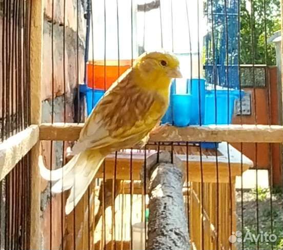 Канари певчие