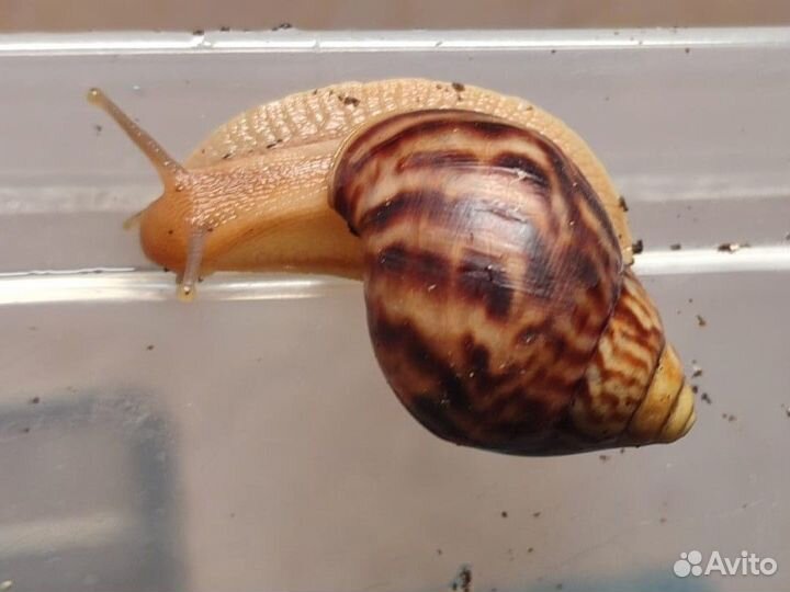 Улитки ахатины малыши